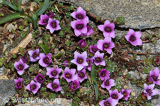 Foto: Gegenblättriger Steinbrech (Saxifraga oppositifolia). Blüte und Blätter. Ansicht von oben.