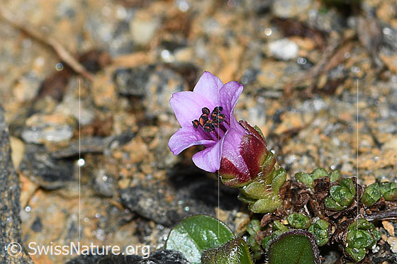 Foto: Gegenblättriger Steinbrech (Saxifraga oppositifolia). Blüte und Stängel. Höhe = 1cm.