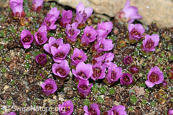 Foto: Gegenblättriger Steinbrech (Saxifraga oppositifolia). Blüten und Blätter. Ansicht von schräg oben.