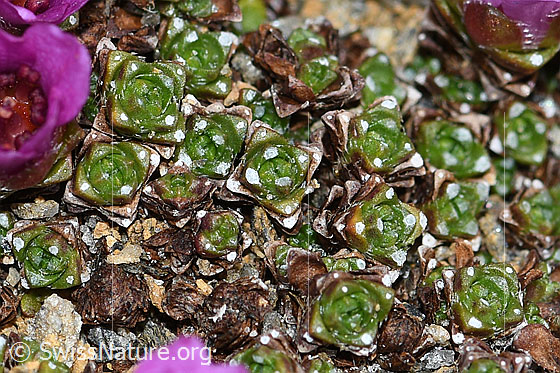 Foto: Gegenblättriger Steinbrech (Saxifraga oppositifolia). Blätter.