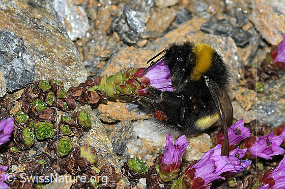 Photo: Bombus cryptarum on Saxifraga oppositifolia. Length 9 - 20mm. View from the side.