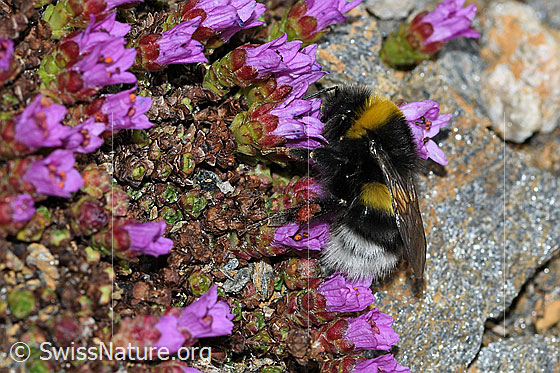 Photo: Bombus cryptarum on Saxifraga oppositifolia. Length 9 - 20mm. View from the side.