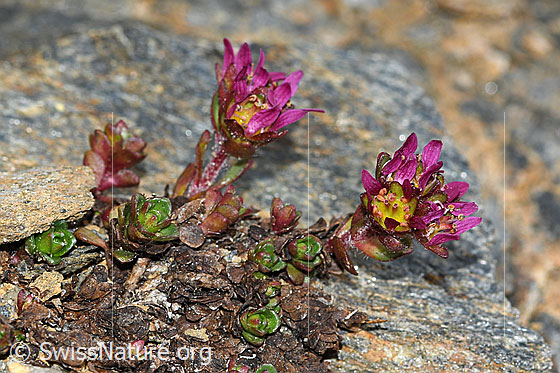 Foto: Zweiblütiger Steinbrech (Saxifraga biflora). Blüten, Stängel und Blätter. Höhe = 3.5cm.