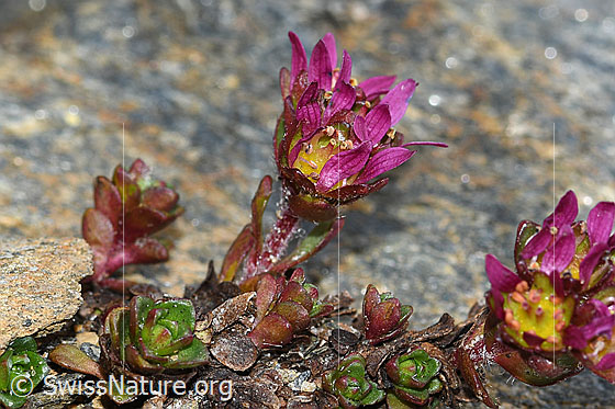 Foto: Zweiblütiger Steinbrech (Saxifraga biflora). Blüten, Stängel und Blätter.