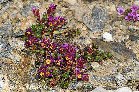 Foto: Zweiblütiger Steinbrech (Saxifraga biflora). Ganze Pflanze (Habitus).