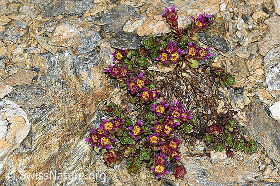 Foto: Zweiblütiger Steinbrech (Saxifraga biflora). Ganze Pflanze (Habitus).
