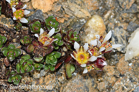 Foto: Zweiblütiger Steinbrech (Saxifraga biflora). Blüten und Blätter. Exemplar mit weissen Blüten.