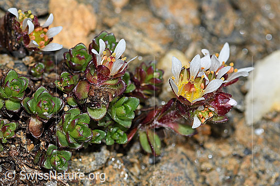 Foto: Zweiblütiger Steinbrech (Saxifraga biflora). Blüten und Blätter. Exemplar mit weissen Blüten. Höhe = 2.5cm.