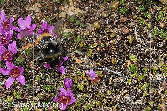 Photo: Bombus monticola on Saxifraga oppositifolia. Length 9 - 16mm. View from above.