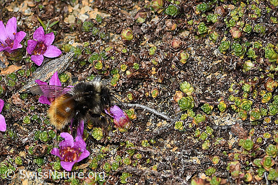 Foto: Berglandhummel (Bombus monticola) auf Gegenblättrigem Steinbrech (Saxifraga oppositifolia). Länge 9 - 16mm. Ansicht von der Seite.
