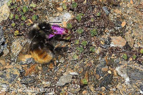 Foto: Berglandhummel (Bombus monticola) auf Gegenblättrigem Steinbrech (Saxifraga oppositifolia). Länge 9 - 16mm. Ansicht von der Seite.