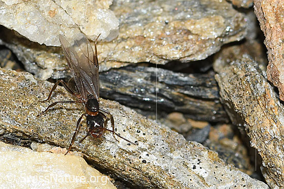 Foto: Wahrscheinlich Furchenlippige Kerbameise (Formica pressilabris). Länge 7mm. Königin. Ansicht von vorne oben.