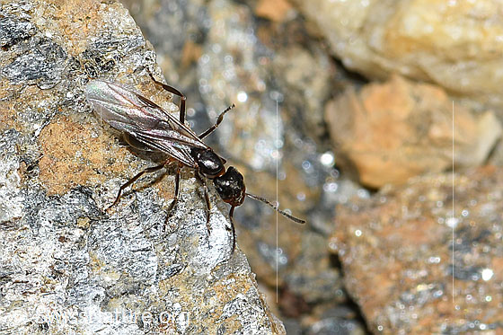 Formica pressilabris Formica pressilabris