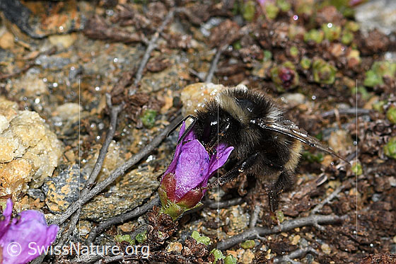 Foto: Berglandhummel (Bombus monticola) auf Gegenblättrigem Steinbrech (Saxifraga oppositifolia). Länge 9 - 16mm. Ansicht von der Seite.