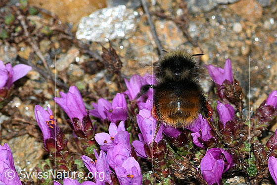 Foto: Berglandhummel (Bombus monticola) auf Gegenblättrigem Steinbrech (Saxifraga oppositifolia). Länge 9 - 16mm. Ansicht von hinten.