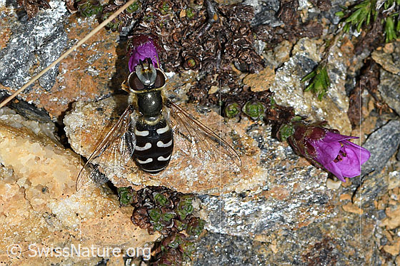 Foto: Späte Grossstirnschwebfliege (Scaeva pyrastri) an Gegenblättrigem Steinbrech (Saxifraga oppositifolia). Länge 10 - 15mm. Weibchen. Ansicht von oben.