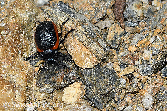 Foto: Rotsaum-Blattkäfer (Chrysolina sanguinolenta). Ansicht von vorne oben.