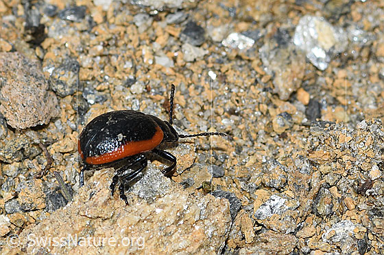 Foto: Rotsaum-Blattkäfer (Chrysolina sanguinolenta). Ansicht von seitlich hinten.