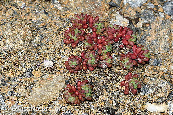 Photo: Sedum atratum. Whole plant (habit). Height = 7mm.