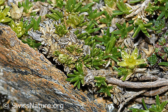 Photo: Minuartia sedoides. Blossoms and leaves.