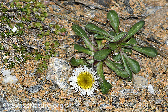 Foto: Einköpfiges Berufkraut (Erigeron uniflorus). Ganze Pflanze (Habitus).