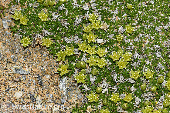 Photo: Minuartia sedoides. Whole plant (habit). Height = 7mm.