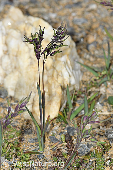 Foto: Alpen-Rispengras (Poa alpina). Ganze Pflanze (Habitus). Höhe = 8cm. Ansicht von der Seite.