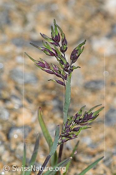 Foto: Alpen-Rispengras (Poa alpina). Rispe und Stängel.