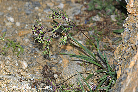 Foto: Alpen-Rispengras (Poa alpina). Ganze Pflanze (Habitus). Ansicht von seitlich oben.