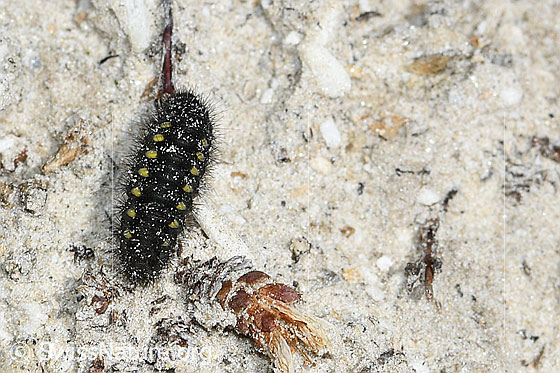Foto: Raupe des Alpen-Widderchens (Zygaena exulans). Länge = 12mm. Ansicht von oben.
