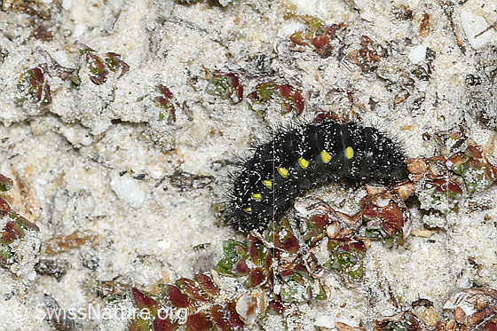 Foto: Raupe des Alpen-Widderchens (Zygaena exulans). Länge = 12mm. Ansicht von der Seite.