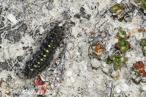 Foto: Raupe des Alpen-Widderchens (Zygaena exulans). Länge = 12mm. Ansicht von seitlich oben.
