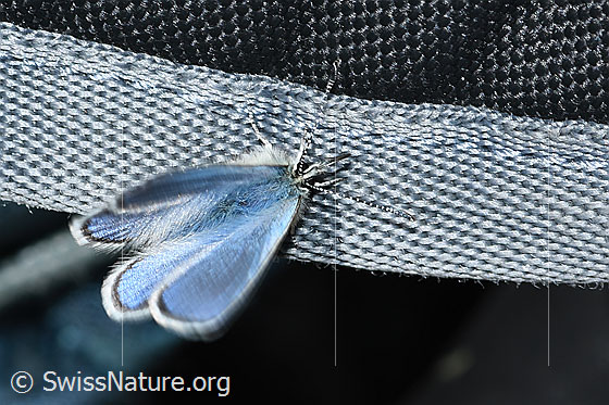 Foto: Heller Alpenbläuling (Agriades orbitulus). Flügel leicht geöffnet. Ansicht von oben.
