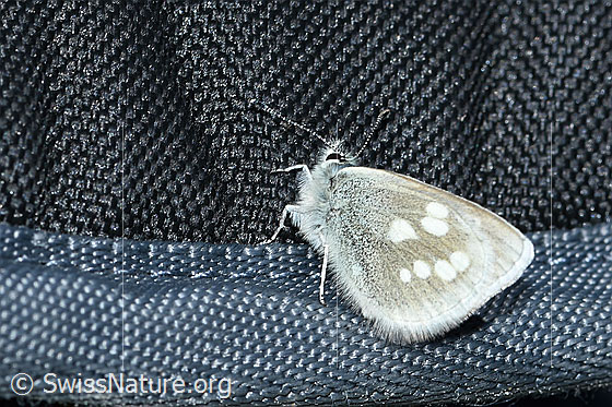 Heller Alpenbläuling (Agriades orbitulus)