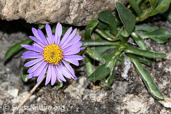 Foto: Alpen-Aster (Aster alpinus). Blüte und Blätter..