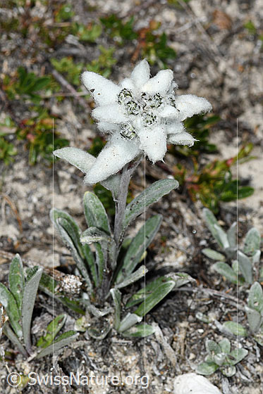 Foto: Edelweiss (Leontopodium alpinum). Ganze Pflanze (Habitus). Höhe = 8cm.