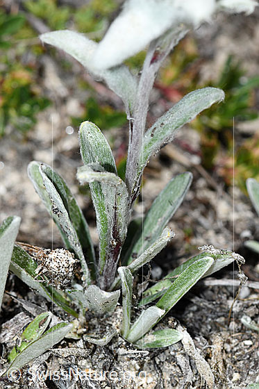 Foto: Edelweiss (Leontopodium alpinum). Blätter und Stängel.