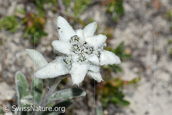Foto: Edelweiss (Leontopodium alpinum). Blüte.