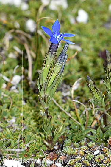 Foto: Schnee-Enzian (Gentiana nivalis). Ganze Pflanze. Höhe = 4.5cm. Ansicht von der Seite.