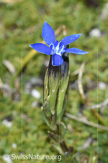 Foto: Schnee-Enzian (Gentiana nivalis).
