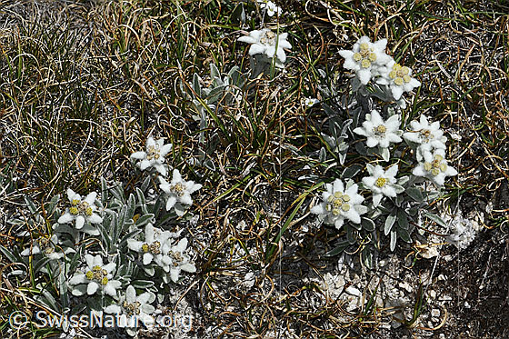 Foto: Edelweiss (Leontopodium alpinum). Zahlreiche Exemplare.