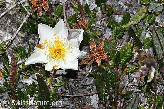 Foto: Silberwurz (Dryas octopetala). Blüte. Ansicht von oben.