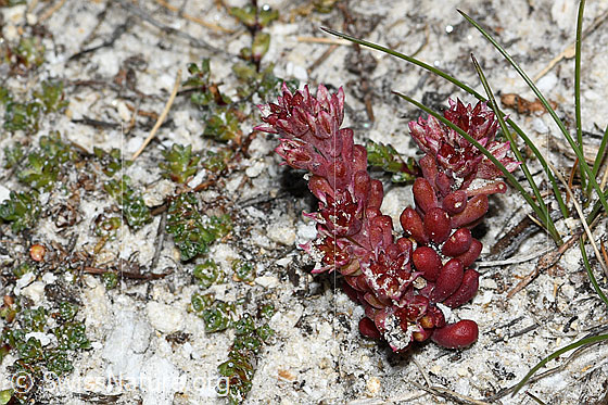 Foto: Dunkler Mauerpfeffer (Sedum atratum). Ganze Pflanze (Habitus). Höhe = 2.5cm.