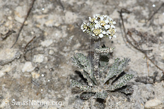 Foto: Zwerg-Schafgarbe (Achillea nana). Ganze Pflanze (Habitus). Höhe = 5cm.
