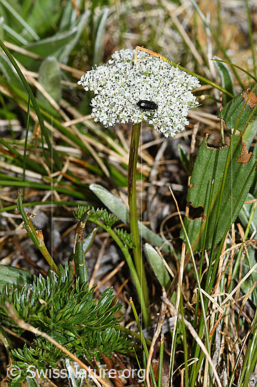 Foto: Zwerg-Mutterwurz (Ligusticum mutellinoides). Ganze Pflanze (Habitus). Blühend.