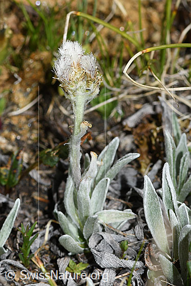 Foto: Gemeines Katzenpfötchen (Antennaria dioica). Ganze Pflanze (Habitus). Höhe = 5.5cm. Verblüht.