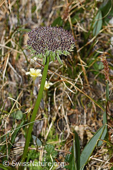 Foto: Zwerg-Mutterwurz (Ligusticum mutellinoides). Ganze Pflanze (Habitus). Höhe = 10.5cm. Verblüht.