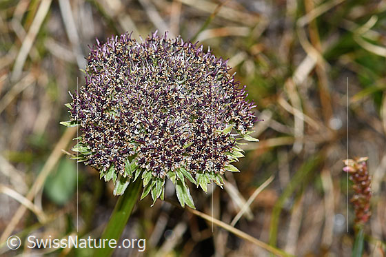 Foto: Zwerg-Mutterwurz (Ligusticum mutellinoides). Verblühte Blüte.