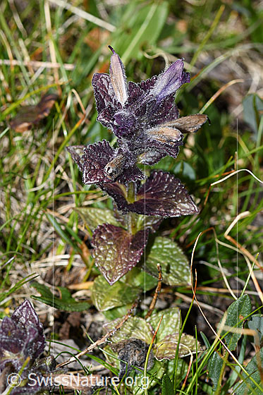 Foto: Alpenhelm (Bartsia alpina). Ganze Pflanze (Habitus). Höhe = 6.5cm.