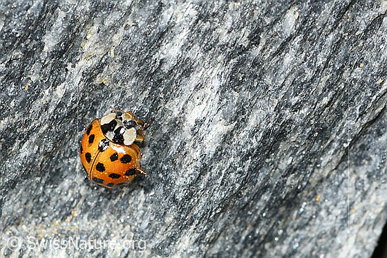 Photo: Harmonia axyridis. View from the front top side.